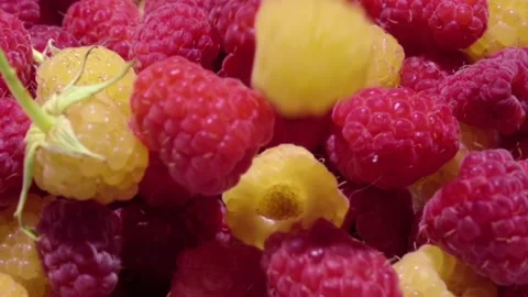 Fresh raspberry fruit slow motion Stock Footage 219742344
