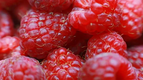 Fresh raspberry fruits as food background. Healthy food organic nutrition. View Stock Footage