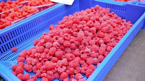 Fresh Raspberry Harvest at Riga Market Representing Food Security and Supply Stock Footage 336667862