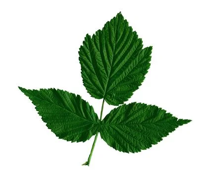 Fresh  raspberry leaf isolated on white Foto stock