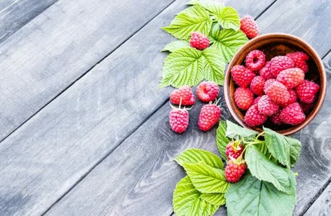 Fresh raspberry with leaves on the background of the old dark boards. Selecti Stock Photos