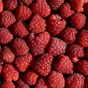 Fresh raspberry Stock Photos