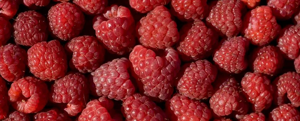Fresh raspberry Stock Photos