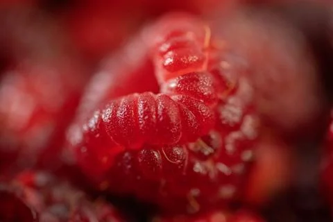 Fresh raspberry on raspberry background Stock Photos