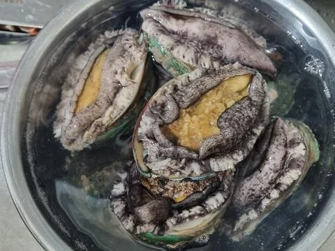 Fresh raw abalone 库存照片