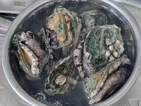 Fresh raw abalone 스톡 사진