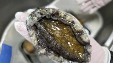 Fresh raw abalone 库存照片