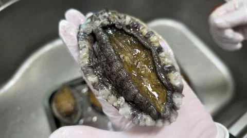 Fresh raw abalone Stockfoto's