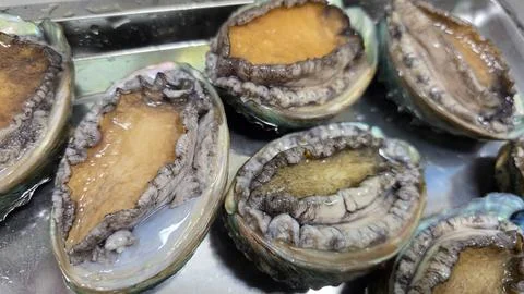 Fresh raw abalone 스톡 사진