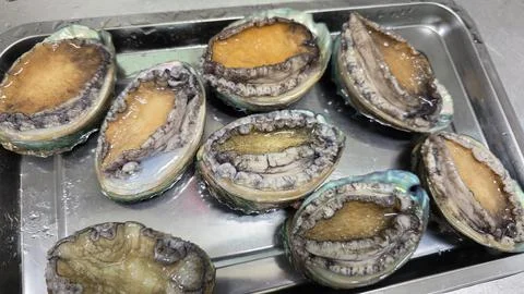 Fresh raw abalone Fotos Stock