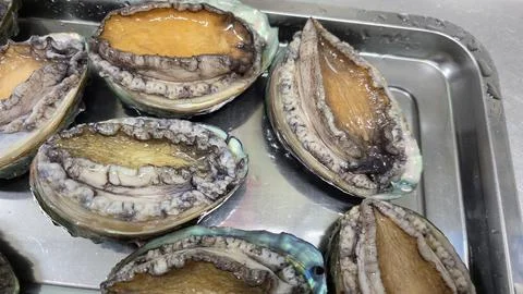 Fresh raw abalone Stock-Fotos