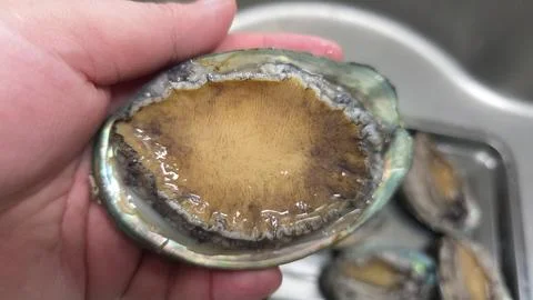 Fresh raw abalone 库存照片
