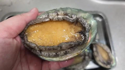 Fresh raw abalone 库存照片