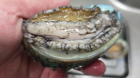 Fresh raw abalone Stock-Fotos