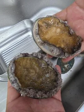 Fresh raw abalone Stock-Fotos