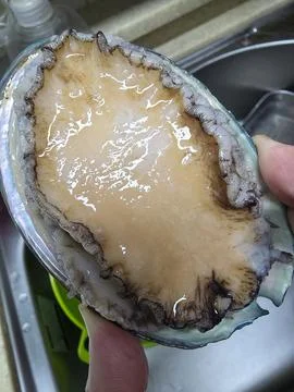 Fresh raw abalone 库存照片