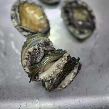 Fresh raw abalone 写真素材