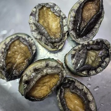 Fresh raw abalone Stock-Fotos
