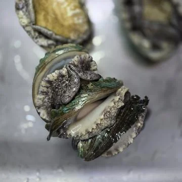 Fresh raw abalone 写真素材