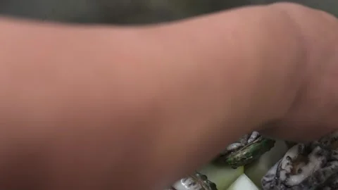 Fresh Raw Abalone Shellfish Being Prepared for Cooking in a Pot Stock Footage 333497479