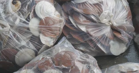 Fresh, raw asian scallops in shells in plastic bags.  Stock Footage 252860904