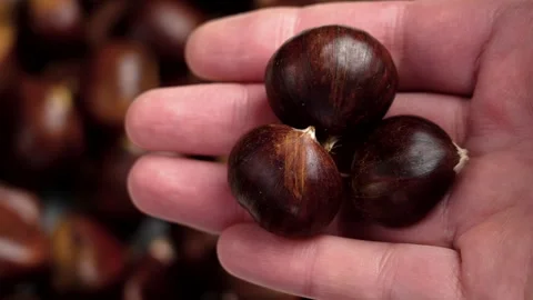 Fresh raw chestnut nuts with brown nutshell in hand Stock Footage 255981645