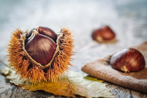 Fresh raw chestnuts Stock Photos