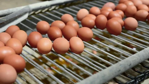 Fresh raw chicken eggs on a conveyor belt, being moved to the packing house Stock Footage 144853733