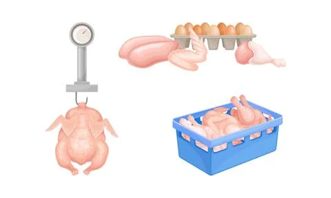 Fresh raw chicken meat. Egg and meat production in chicken poultry factory Illustrazione stock