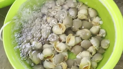 Fresh raw cockles soaking in clean water inside bright green plastic bowls,.. Stock Footage 340806068