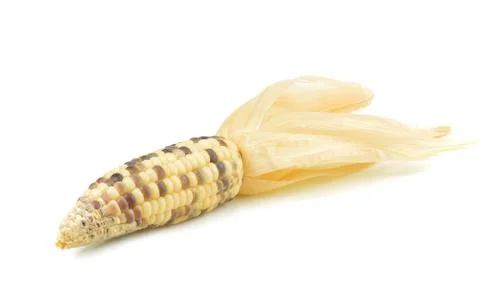 Fresh raw corn cobs isolated on the white background Stock Photos