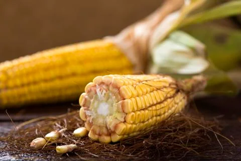 Fresh raw corn cobs Stock Photos