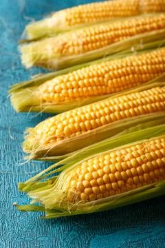 Fresh raw corn cobs Stock Photos