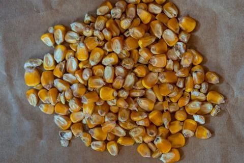 Fresh Raw corn in a heap Stock Photos