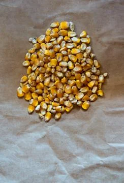 Fresh Raw corn in a heap Stock Photos