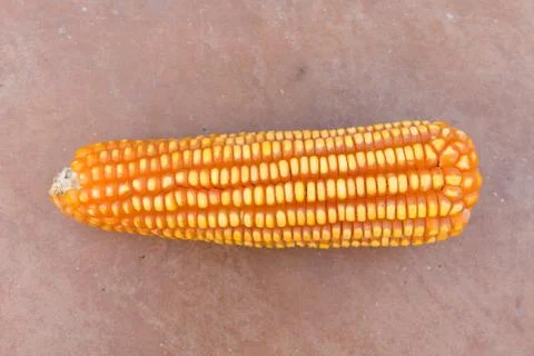 Fresh raw corn Stock Photos