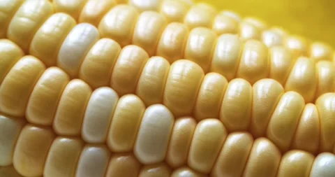 Fresh raw corn is spinning. The ear of corn is organically grown. An ear of corn Stock Footage 166136233