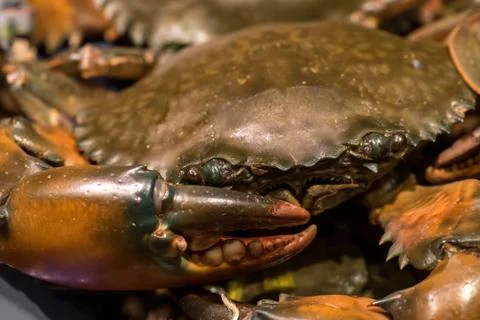 Fresh Raw Crab Stock Photos