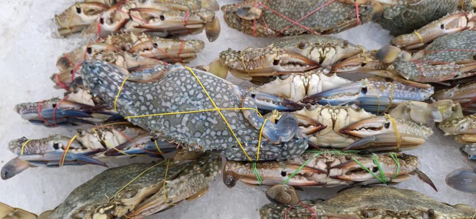 Fresh raw crab . Stock Photos