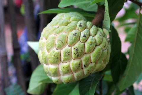 Fresh raw custard apple on tree Stock Photos