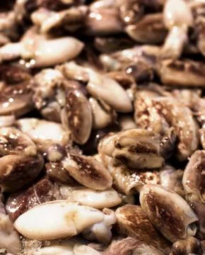 Fresh Raw Cuttlefish Stock Photos