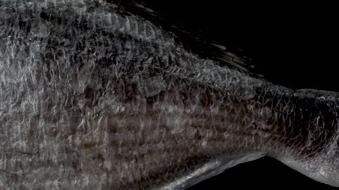 Fresh raw dorado fish on black background. Stock Footage 147380248