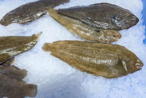 Fresh raw Dover sole fish displayed on crushed ice at a seafood market counte Stock Photos