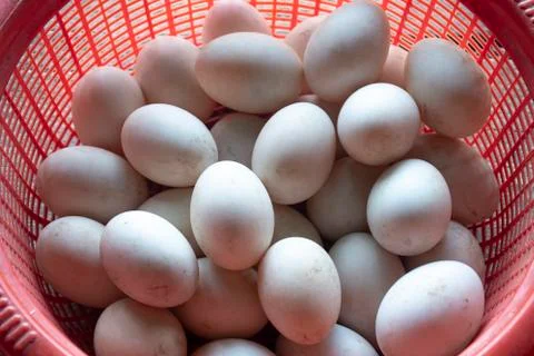 Fresh raw duck eegs in the red busket with in the farm. Stock Photos