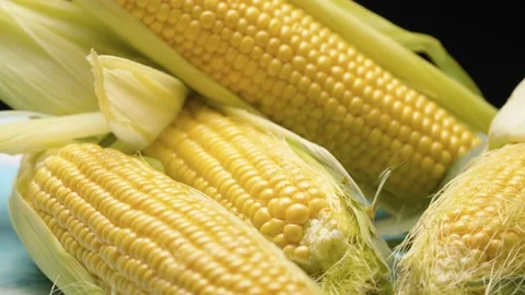 Fresh raw ear of corn Stock Footage 140401981