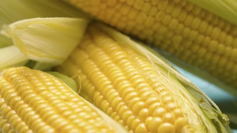 Fresh raw ear of corn Video stock 140402320