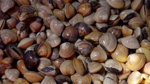 Fresh Raw Enamel Venus Shells (Meretrix lyrata) for Sale at Seafood Market Stock Footage 104856776