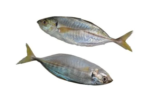 Fresh raw fish called as Rastrelliger Kanagurta or Mackerel fish isolated on Stock Photos