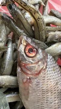Fresh Raw Fish Close Up Texture Background Fishing Catch Seafood Detail Stock Photos