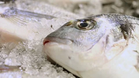 Fresh raw fish crushed ice 库存影片 333775576